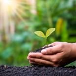 Tapete ecol&oacute;gico e sustent&aacute;vel